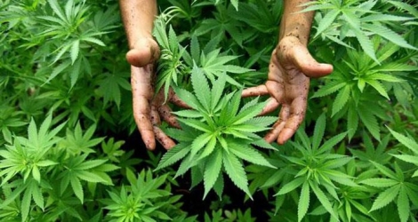 (Photo d’illustration) Sept sachets de cannabis ont été découverts dans un colis à la poste centrale.