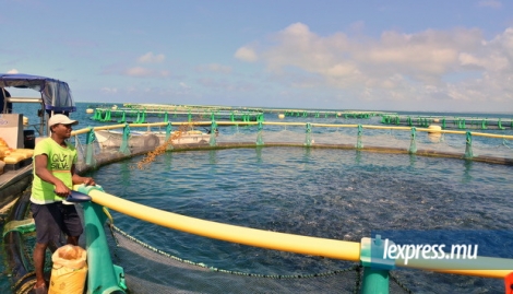 L’aquaculture nécessite de gros moyens financiers et une grande expertise, comme celle dont dispose la Ferme marine de Mahébourg. 
