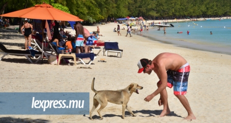 Les autorités veulent réduire le nombre de chiens errants, surtout aux abords des plages.
