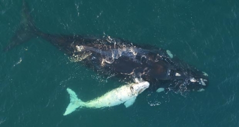 La baleine franche australe n'est pas considérée comme une espèce menacée.