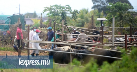 Au total, 2 587 bœufs ainsi que 8 478 cabris et moutons ont été vaccinés à Rodrigues.