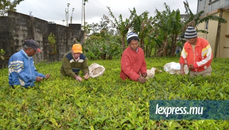La cueillette de thé n’attire pas les jeunes, vu, entre autres, le manque à gagner découlant du faible prix d’achat au kilo.