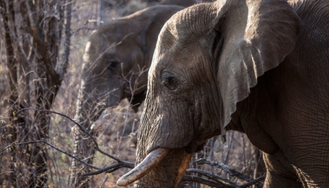 Les éléphants, très prisés pour leur ivoire, paient le prix fort à cause du braconnage.