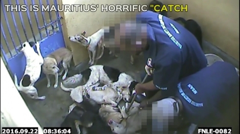 Capture d’écran de la vidéo du Daily Mail, montant des employés de la MSAW faisant des injections aux chiens enfermés dans la fourrière.  