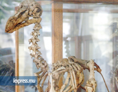 Un squelette de dodo reconstitué à partir de plusieurs oiseaux a été vendu aux enchères mardi, au Summers Place Auctions, en Grande-Bretagne. Coût de l’opération : plus de Rs 15 millions.