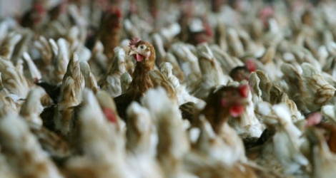 Confirmation de cas grippe aviaire au Japon, abattage de plus de 330.000 volailles.