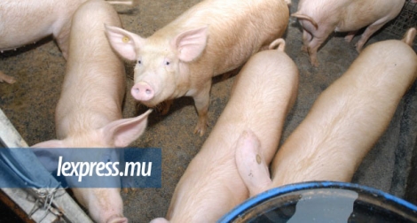 La valeur de la viande de porc saisie est estimée à environ Rs 90 000.