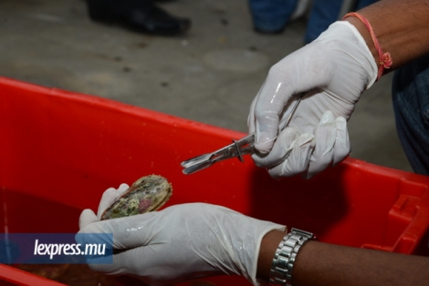 Mascareignas Oyster (Mauritius) Ltd veut produire 10 000 huîtres par semaine pour le marché local. 