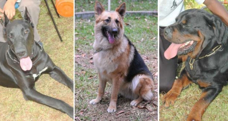  (Photo d’illustration) Il y a eu une série de vols de chiens de race dans différentes régions du pays.