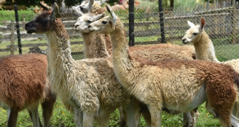  Le public pourra bientôt observer des lamas au Casela.