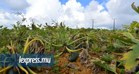 Une plantation de courgettes à La Marie affectée par la sécheresse.