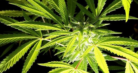 Les édecins pourront désormais prescrire du cannabis à leurs patients.