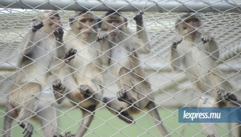 En 2015, plus de 7 000 singes ont été exportés dans le monde pour servir de cobayes dans des laboratoires. 