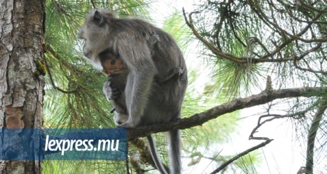 L’exportation de singes a engrangé plus de Rs 2 milliards à Maurice depuis 2012.