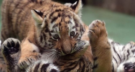 L'Inde abrite plus de la moitié de la population mondiale de tigres.