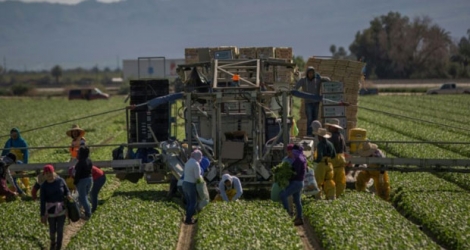 Des immigrés travaillent dans des champs, le 24 février 2017 à Coachella, en Californie.