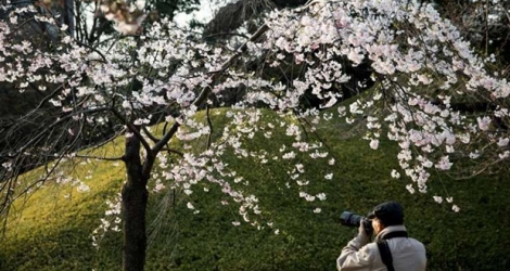 Partout, la même fièvre s'empare des Japonais, qui se pressent en foule dans les parcs pour pique-niquer sous les cerisiers en fleurs et les contempler.