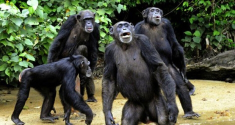 Des chimpanzés à Monrovia, au Liberia.