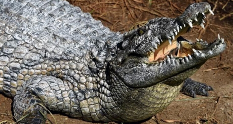 L'affaire du «crocodile du Belvédère» remonte à début mars.