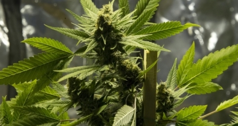  L'Uruguay dispose pour l'instant de 400 kilos de cannabis, produits par deux entreprises privées sous contrôle de l'Etat.