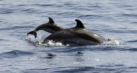 En Caroline du Sud, les dauphins sauvages étudiés avaient des niveaux élevés de substances chimiques organiques provenant probablement de sources industrielles.