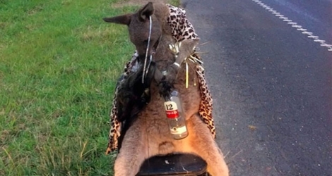 Le kangourou tué par arme à feu, recouvert d'un imprimé léopard et ligoté à une chaise avec une bouteille d'alcool entre les pattes.