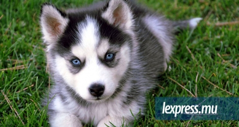 Un husky est un chien adapté aux régions polaires.