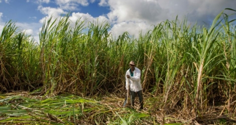 Le conflit qui oppose depuis la mi-mai les planteurs de cannes à sucre au groupe Tereos s'enlise .