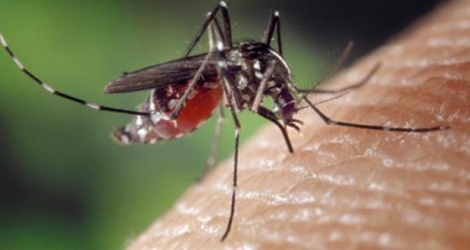 Deux étrangers à Maurice ont contracté la malaria et un Mauricien a été diagnostiqué avec la dengue.