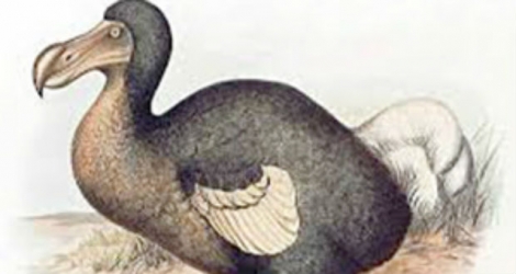 Le dodo, «dead» depuis longtemps, est présenté comme un gros patapouf balourd, gris cendré, incapable de voler.