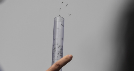 Des millions de moustiques Aedes aegypti porteurs d'une bactérie ont commencé à être lâchés mardi à Rio de Janeiro pour limiter la propagation des virus de la dengue, du zika et du chikungunya. © Apu Gomes / AFP