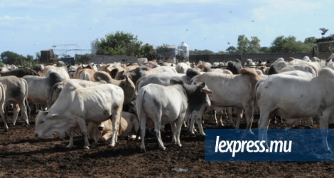 Le secteur de l’élevage bovine avait été touché par la fièvre aphteuse.  