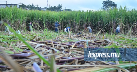 Avec la baisse du prix du sucre, les plantations ne sont plus profitables, selon les planteurs. 