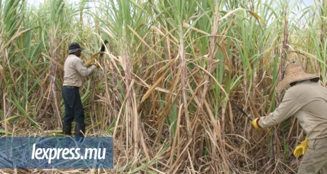 Depuis le début d’octobre 2017, l’industrie sucrière mauricienne ne dispose plus de protection sur le marché européen, suivant l’abolition des quotas.