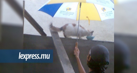 Kelly Appasamy protège son chat de la pluie pendant qu’il mange. Elle en a 13 au total, en plus d’un chien.
