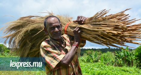 Dev Khemai, 62 ans, a pratiquement fini sa vie dans les champs. C’est d’ailleurs grâce à ce travail qu’il a pu nourrir ses trois fils.