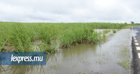 L'excès d'eau de pluie de ces derniers jours a affecté des champs de canne et les plantations de légumes.