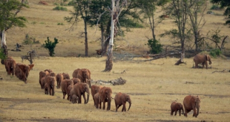 Eléphants, hippopotames, girafes... Les grands mammifères africains frôlent régulièrement l'extinction dans les zones déchirées par la guerre, selon une étude publiée mercredi 