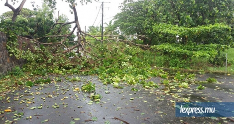 Des arbres déracinés par les rafales sont tombés sur plusieurs routes, en obstruant le passage.