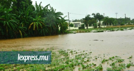 Plusieurs plantations ont été inondées suivant les grosses averses qui se sont abattues dans l’île récemment.