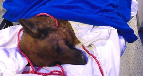 Rapunzel, berger allemand de huit ans, a subi des soins intensifs à la clinique vétérinaire de l'hôpital universitaire de Zurich.