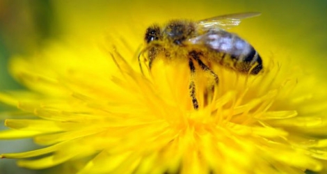 Trois néonicotinoïdes considérés comme dangereux pour les abeilles, des pesticides déjà soumis à des restrictions d'usage dans l'UE, vont être quasi totalement interdits après le vote vendredi d'une majorité d'Etats membres.