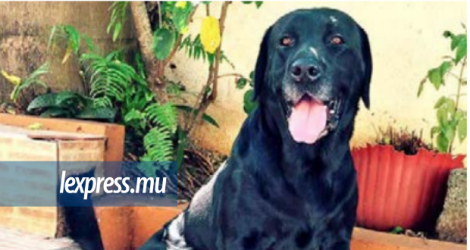 Black, un labrador de deux ans, a été volé et vendu. Avant d’être retrouvé par la police. 