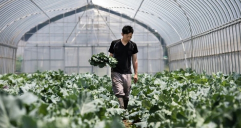 Yuya Shibakai cultive des légumes biologiques à Inzai, dans la préfecture de Chiba, au Japon, le 24 mai 2018.