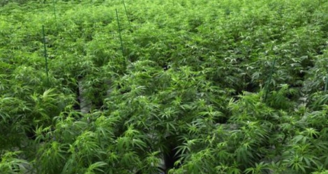 Des plants de cannabis dans une serre de Las Vegas,
