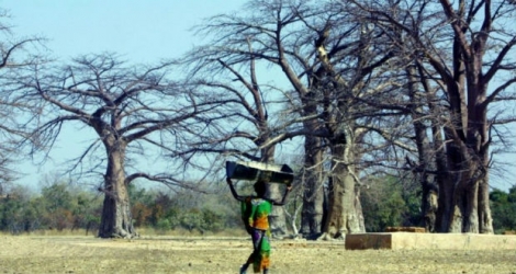 Une jeune fille marche au milieu des baobabs, au Sénégal, en 2001.