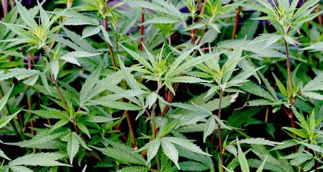 Les plantes de cannabis avaient été mises en terre dans un terrain boisé à Pétrin.