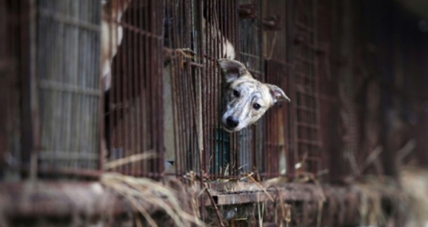 Un chien dans sa cage d'une ferme d'élevage canin à Namyangju près de Séoul, le 28 novembre 2017, lors d'une opération de sauvetage et de protestation organisée par la Humane Society International (HSI) 