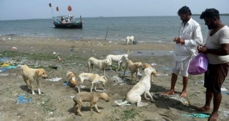 Les pêcheurs Abdul Aziz (d) et Mohammad Dada nourrissent des chiens errants sur l'île Dingy, le 3 avril 2018 au Pakistan