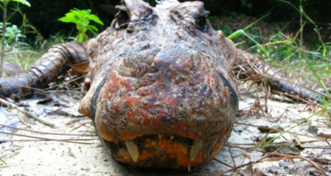 Bien que le crocodile soit déjà une espèce protégée au Gabon, Richard Oslisly plaide pour que le site des grottes d’Abanda devienne un «sanctuaire», «intégralement protégé».